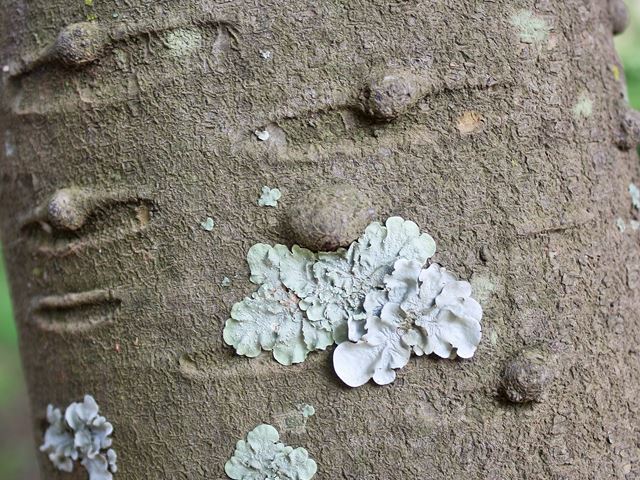 Ekebergia capensis bark with lichen
